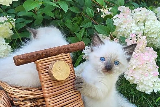 Ragdoll Ragdolle Ragdollowo, Łódzkie, Piorunówek