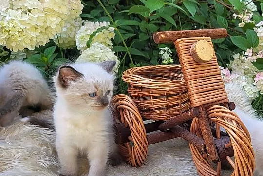 Ragdoll Ragdolle Ragdollowo, Łódzkie, Piorunówek