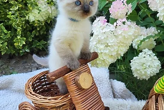 Ragdoll Ragdolle Ragdollowo, Łódzkie, Piorunówek