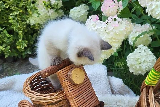 Ragdoll Ragdolle Ragdollowo, Łódzkie, Piorunówek