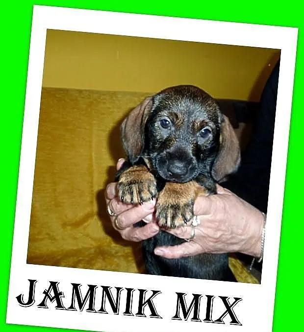 Szczeniaki jamnik mix,suczki,piesek.ADOPCJA