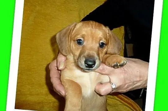 Szczeniaki jamnik mix,suczki,piesek.ADOPCJA