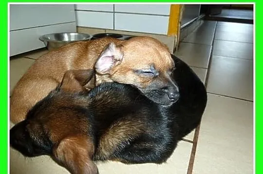 Szczeniaki jamnik mix,suczki,piesek.ADOPCJA