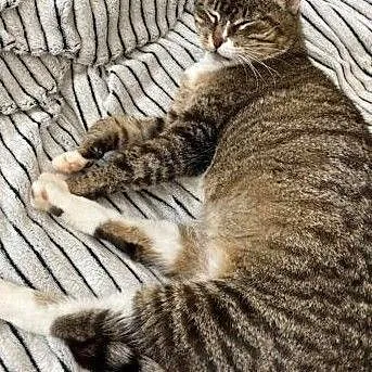 Adopcje, Wielkopolskie, Poznań