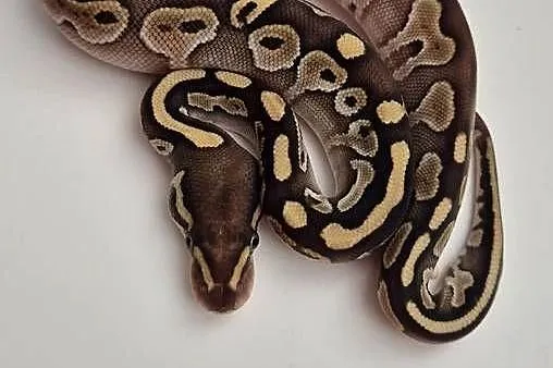 Pyton królewski Butter Yellow Belly 100% het Piebald  samica