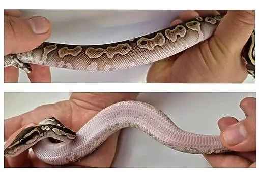 Pyton królewski Butter Yellow Belly 100% het Piebald  samica, Kujawsko-pomorskie, Golub-Dobrzyń