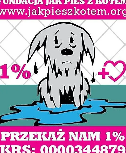 1% na rzecz bedomnych zwierząt Fundacja Jak Pies z Kotem, Mazowieckie, Warszawa