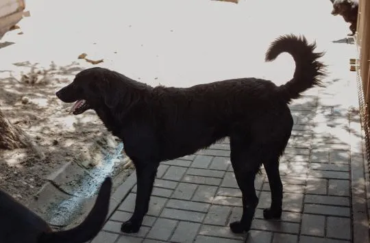 Pluto - łagodny, wesoły LABRADOR mix szuka domu  Pluto jest gotów zmienić swój adres zamieszkania!, , Warszawa