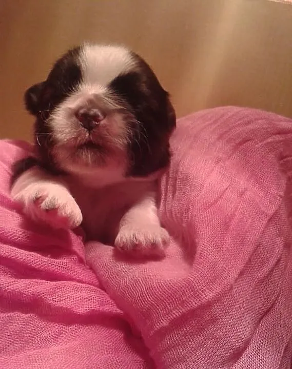 Zapowiedz miotu SHIH TZU,,PSIA SLODYCZ