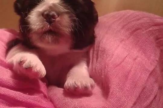 zapowiedz miotu SHIH TZU,,PSIA SLODYCZ