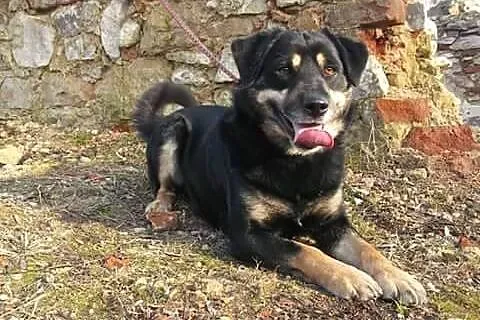 Diego - grzeczny i bystry psiak do pokochania