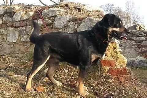 Diego - grzeczny i bystry psiak do pokochania