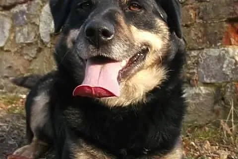 Diego - grzeczny i bystry psiak do pokochania