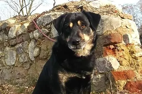 Diego - grzeczny i bystry psiak do pokochania