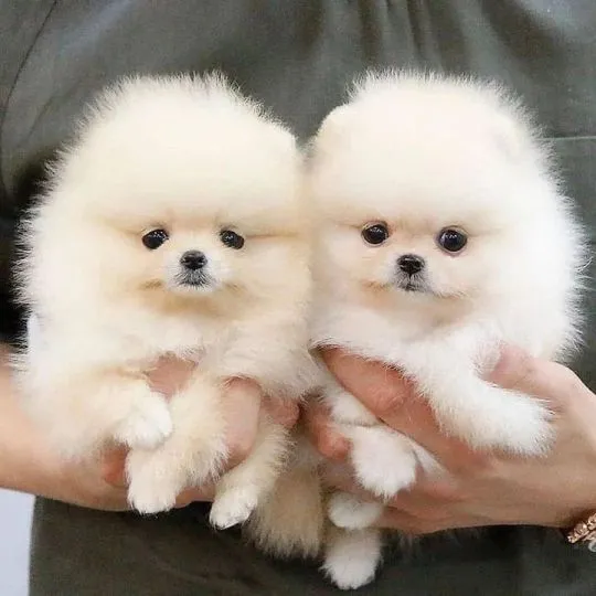 pomeranian ZKwP/ FCI Email z aktualizacjami {{elisabetta0058@gmail.com}}, , Plock, , Lublin