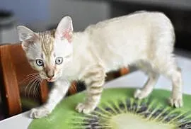 Kocurek Bengalski Jax, koty i kocięta bengalskie z, Konin