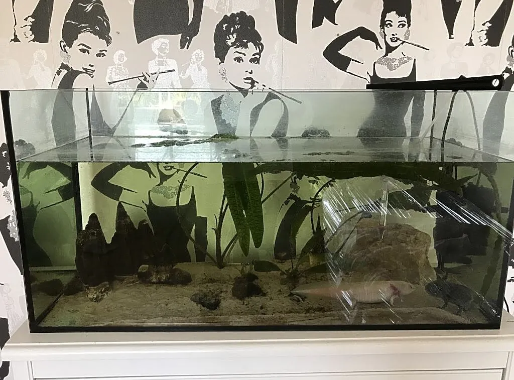 Ambystoma Meksykańska z wyposażeniem, , Grudziądz