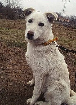 Śnieżnobiała Kalinka do adopcji, łódzkie Tomaszów