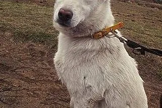 Śnieżnobiała Kalinka do adopcji,  łódzkie Tomaszów