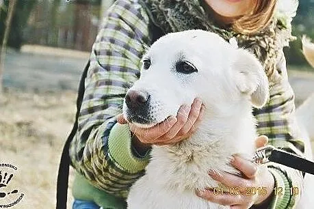 Śnieżnobiała Kalinka do adopcji,  łódzkie Tomaszów