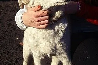 Śnieżnobiała Kalinka do adopcji,  łódzkie Tomaszów