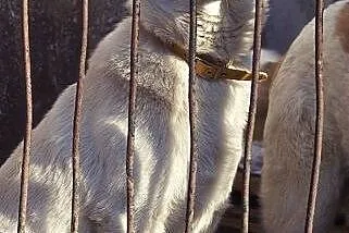Śnieżnobiała Kalinka do adopcji,  łódzkie Tomaszów