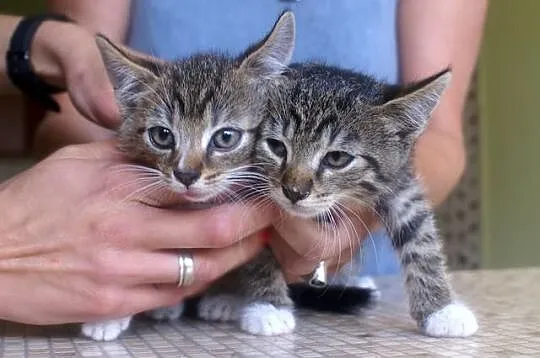 6 tygodniowe kociaki do adopcji