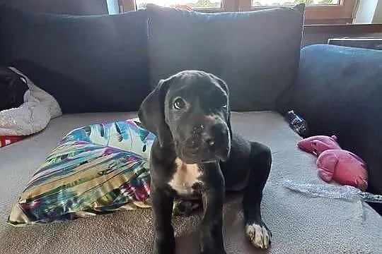 SZCZENIE - DOG NIEMIECKI