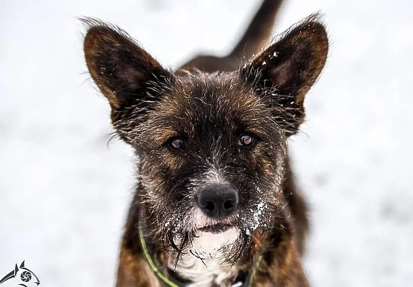 LONDI: w ciele kundelka, drzemie terrierka, Małopolskie, Kraków