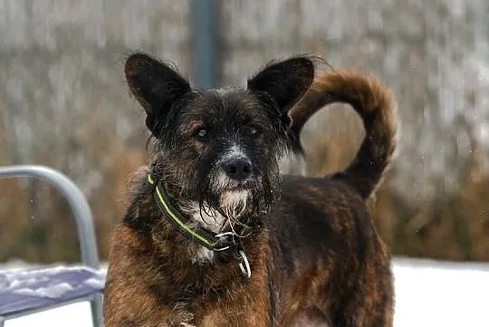 LONDI: w ciele kundelka, drzemie terrierka, Małopolskie, Kraków