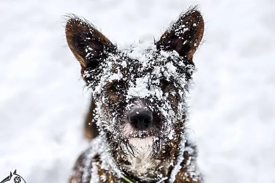 LONDI: w ciele kundelka, drzemie terrierka, Małopolskie, Kraków
