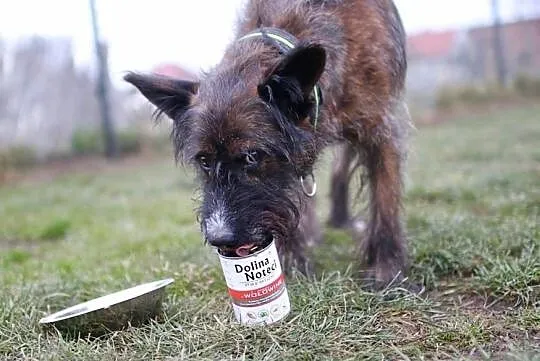 LONDI: w ciele kundelka, drzemie terrierka, Małopolskie, Kraków