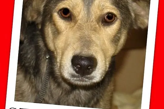 SZARY-młody 6 miesięczny psiak, łagodny,bardzo przyjacielski,nieśmiały_ Adopcja_