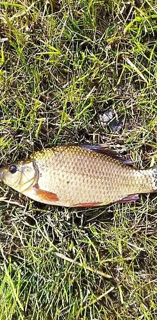 Narybek Karasia Pospolitego, Kujawsko-pomorskie, Świecie