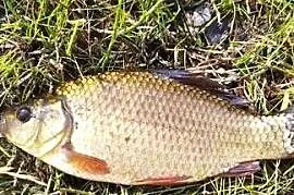 Narybek Karasia Pospolitego