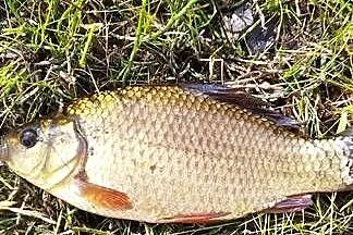 Narybek Karasia Pospolitego, Kujawsko-pomorskie, Świecie