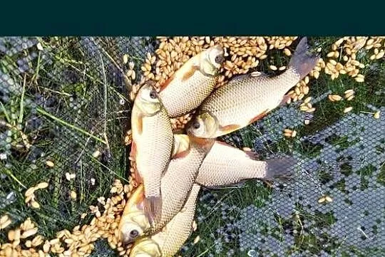 Narybek Karasia Pospolitego, Kujawsko-pomorskie, Świecie