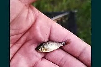Narybek Karasia Pospolitego, Kujawsko-pomorskie, Świecie