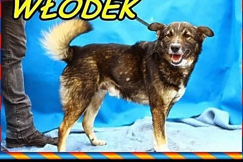 Pies,który kocha ludzi ,ADOPTUJ !,  mazowieckie Wa