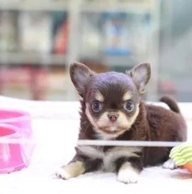 Przepiękne Chihuahua szczenięta gotowe do sprzedaży w nowych domach