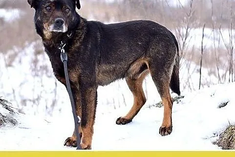 BORO,15kg,łagodny,wesoły,towarzyski pies średni.AD