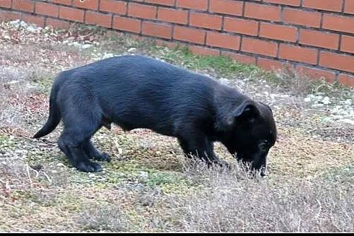 Uroczy ok 3,5 mies Władysław skradnie Twoje serce!