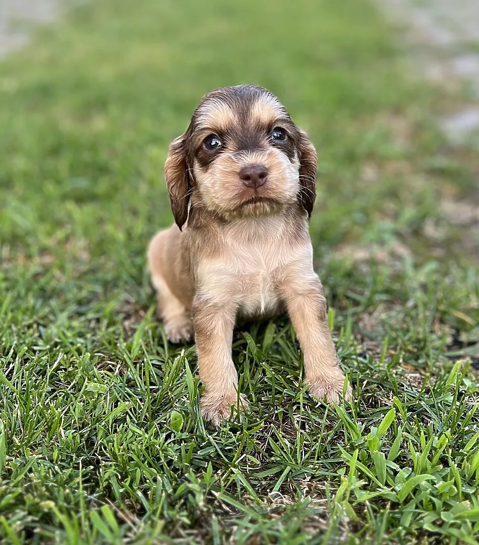 Piękna suczka rasy Cocker Spaniel, Śląskie, Katowice