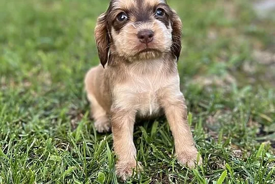 Piękna suczka rasy Cocker Spaniel, Śląskie, Katowice