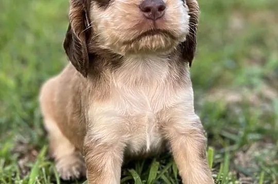 Piękna suczka rasy Cocker Spaniel, Śląskie, Katowice