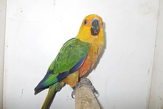 Papuga konura JENDAY, Nowy Tomyśl