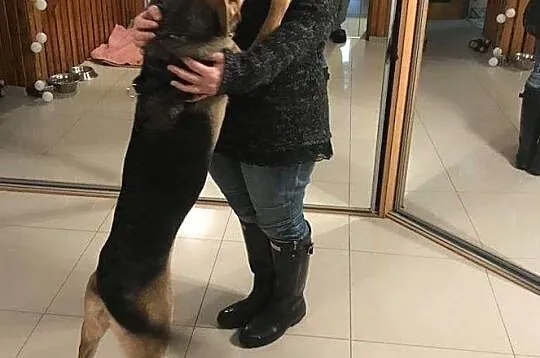 Mika młoda suczka szuka domu, Łódzkie, Łódź