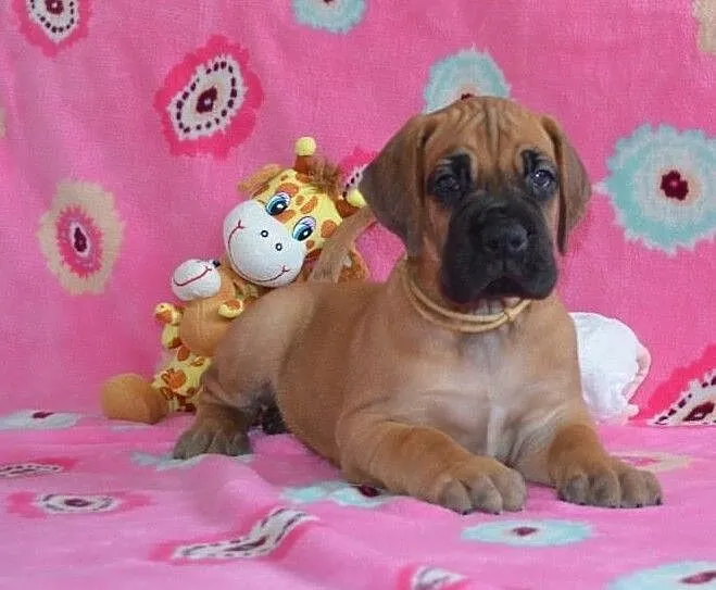 Great Dane yellow, , Brezolupy