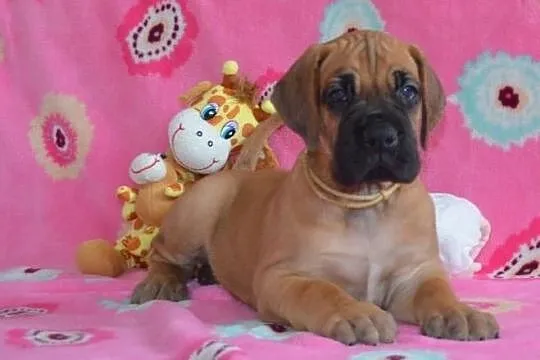 Great Dane yellow, , Brezolupy