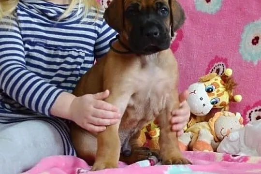 Great Dane yellow, , Brezolupy
